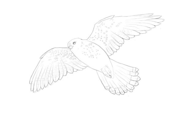 Ястреб рисунок карандашом поэтапно