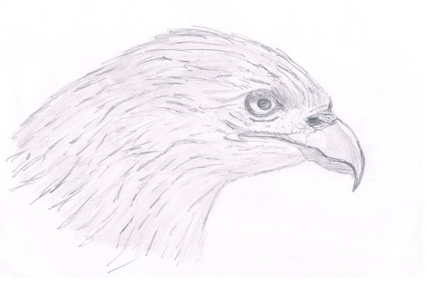 Сокол поэтапно