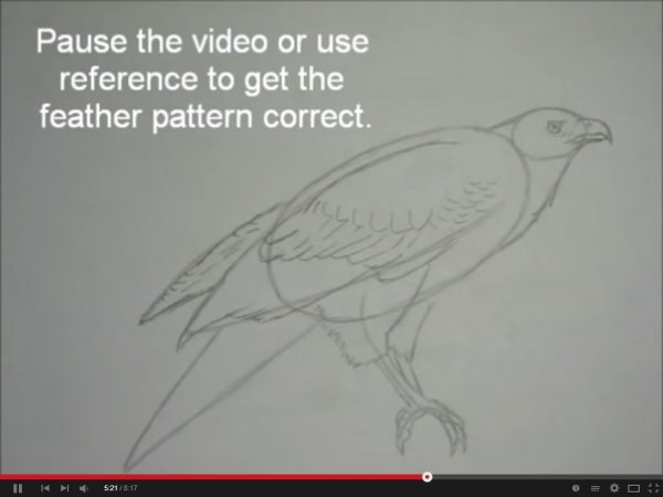 Поэтапный рисунок ястреба