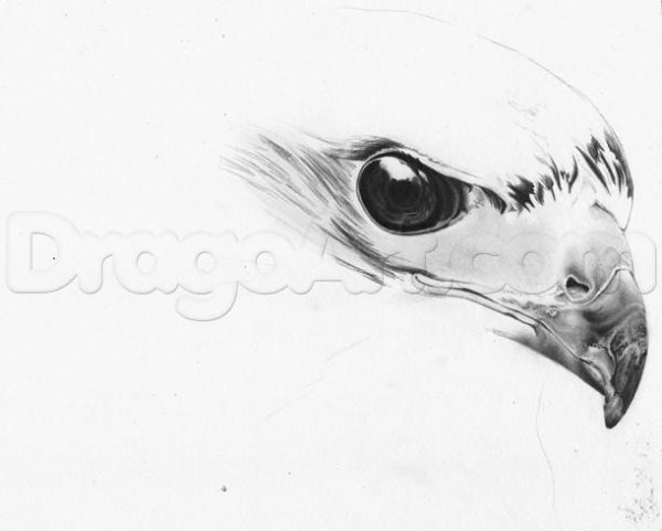 Глаз Сокола рисунок
