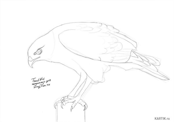 Соко карандашом для срисовки