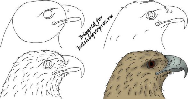 Как рисовать коршуна