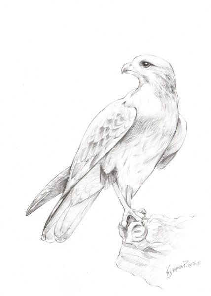 Зарисовка Сокола