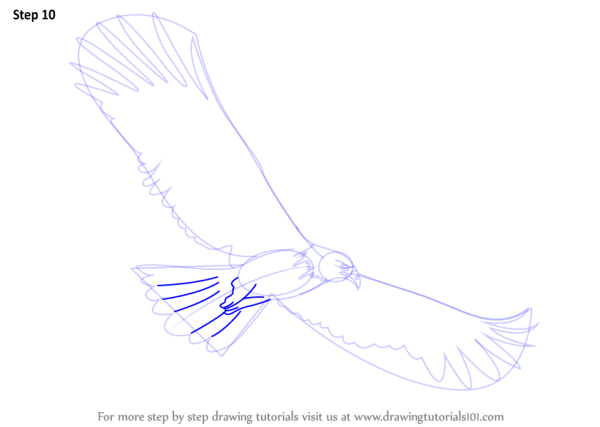 Поэтапное рисование ястреба