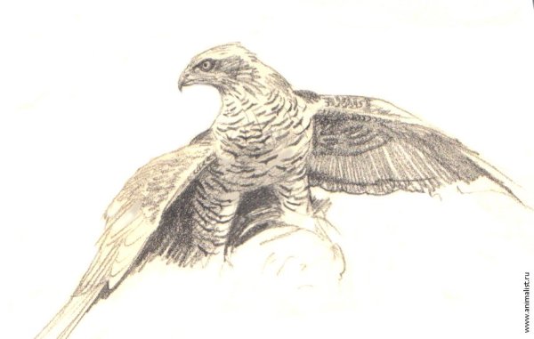 Ястреб-тетеревятник рисунок