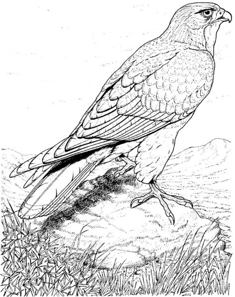 Сокол-дербник раскраска
