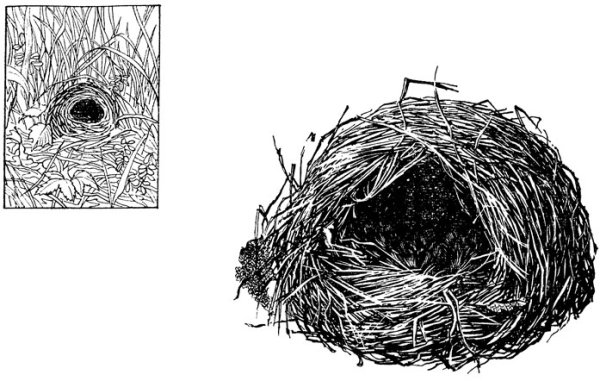 Гнездо для птиц.