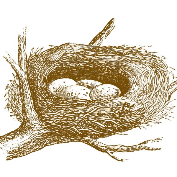 Нарисовать гнездо