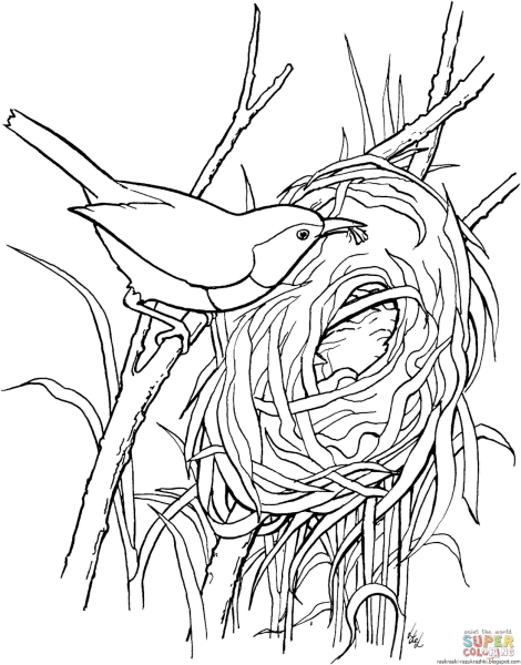 Раскраска гнездо птицы