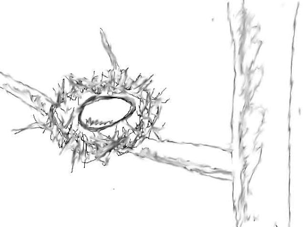 Гнездо нарисовать карандашом