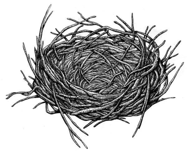 Гнездо картинка для детей