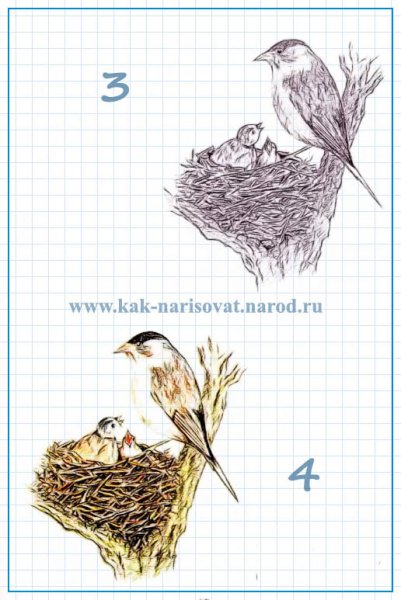 Кукушонок в гнезде рисунок