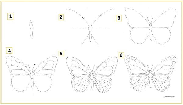 Поэтапное рисование бабочки