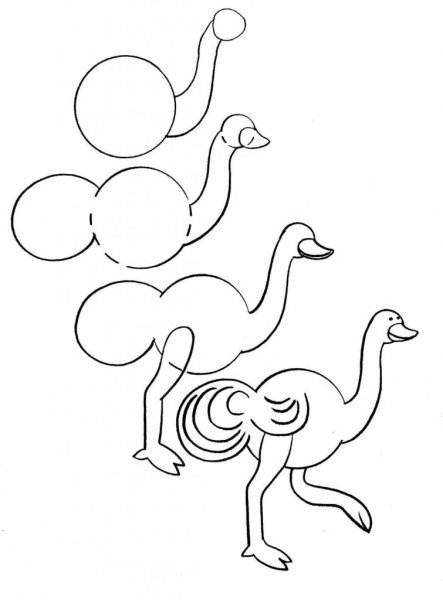 Поэтапное рисование страуса