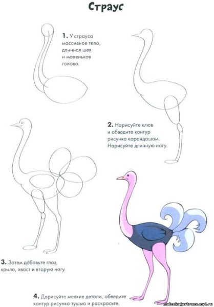 Страус рисование для детей
