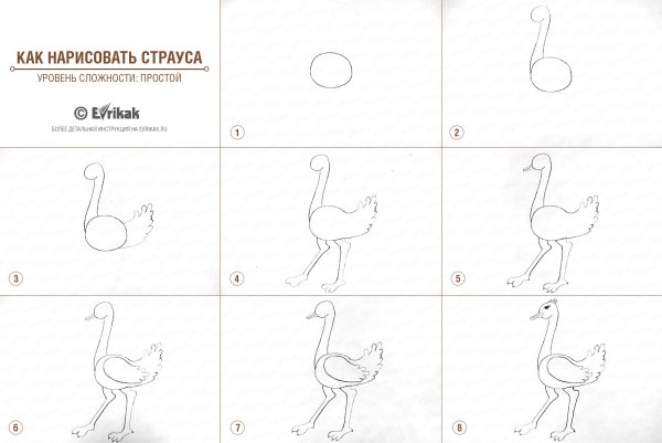 Поэтапное рисование страуса