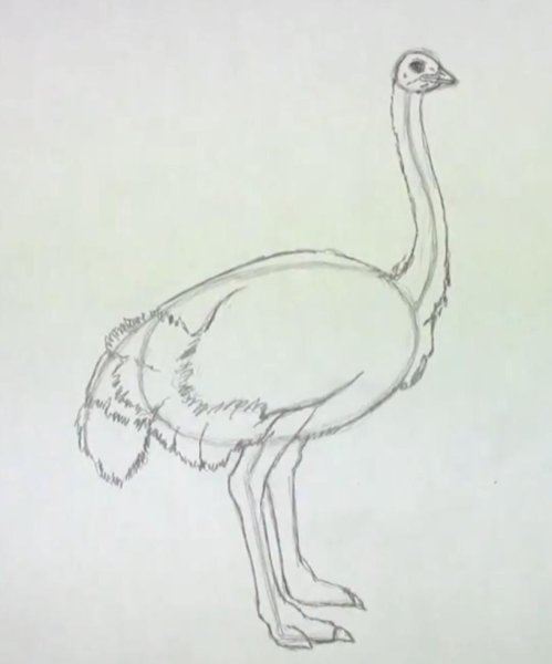 Страус карандашом