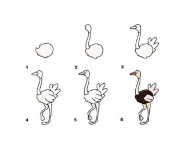 Поэтапное рисование страуса