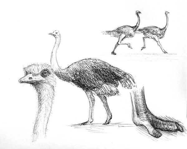 Рисование страуса поэтапно