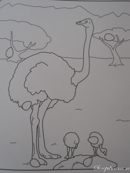 Рисование страуса