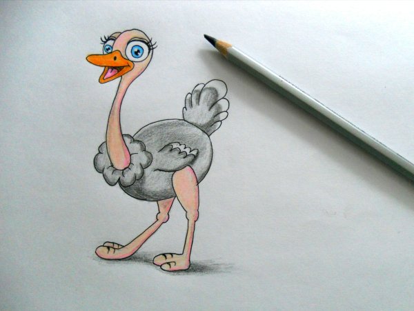 Страус раскраска для детей