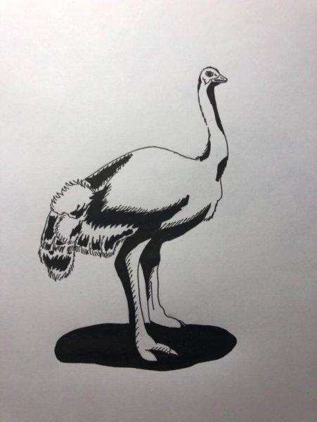 Нарисовать кенгуру карандашом поэтапно