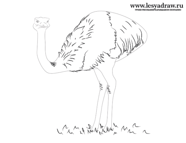 Страус очертание