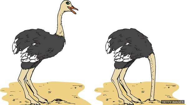 Рисунки Страусы легкие.