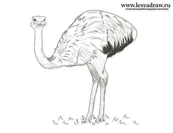 Поэтапный рисунок страуса