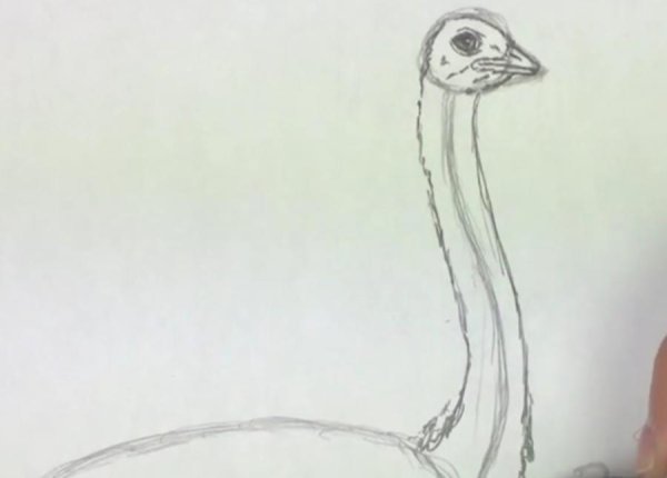 Страус вид сбоку рисунок