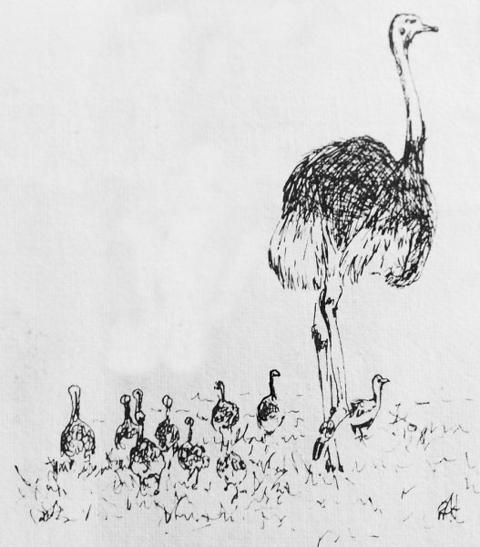 Рисование страуса по шагам