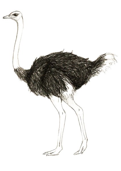Страус легкий рисунок