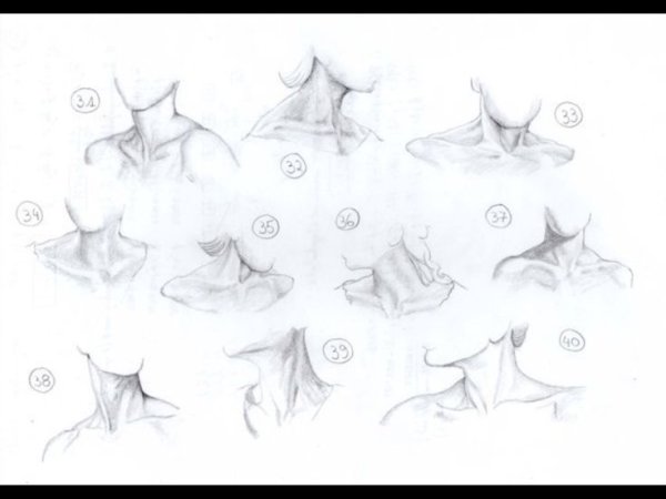 Рисование шеи и ключицы