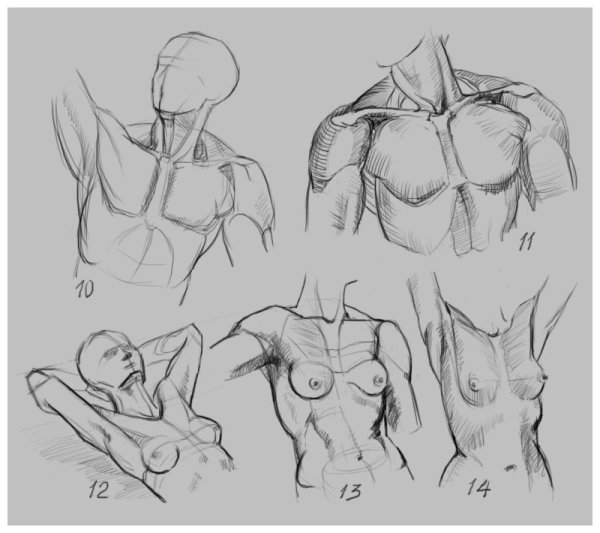 Ключицы рисовать