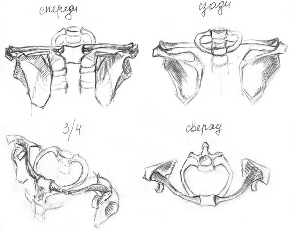 Плечевой пояс пластическая анатомия