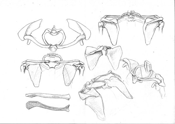 Баммес плечевой пояс мышцы