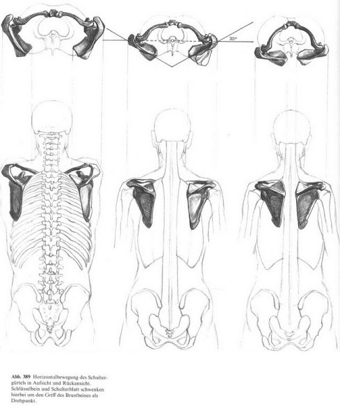 Баммес анатомия грудная клетка