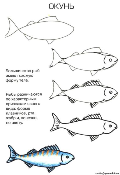 Поэтапное рисование окуня