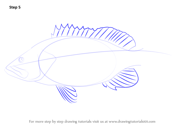 Рыба окунь поэтапно