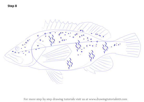Поэтапное рисование окуня