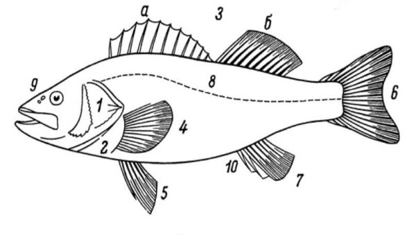 Строение частей тела рыбы Судак