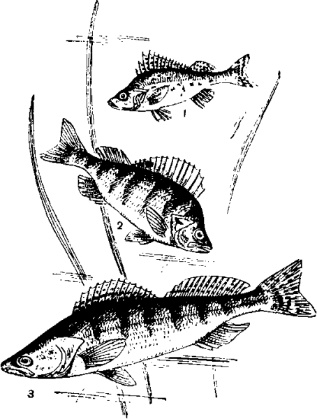 Окунь черно белый