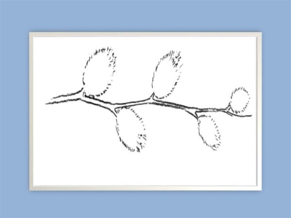 Верба раскраска