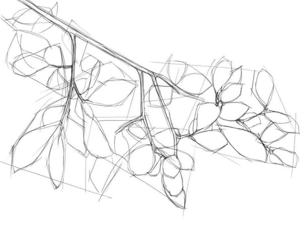 Ветка карандашом