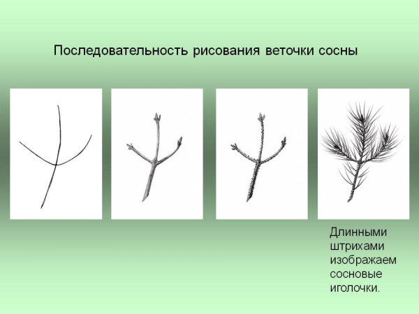 Рисование с натуры ветки ели или сосны