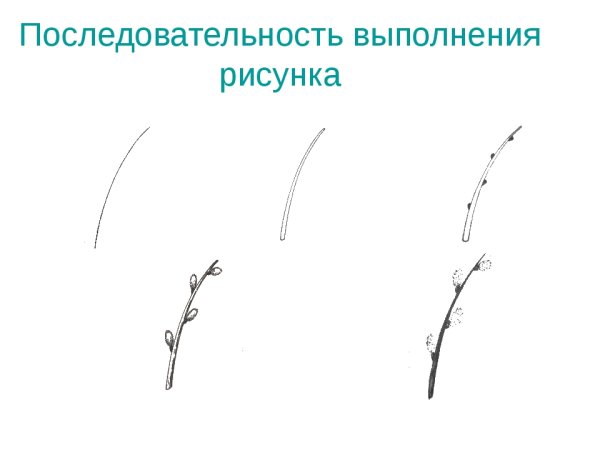 Рисование с натуры весенней веточки