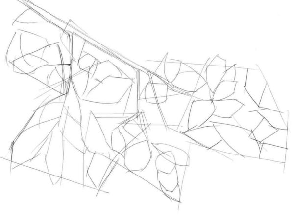 Поэтапный рисунок ветки