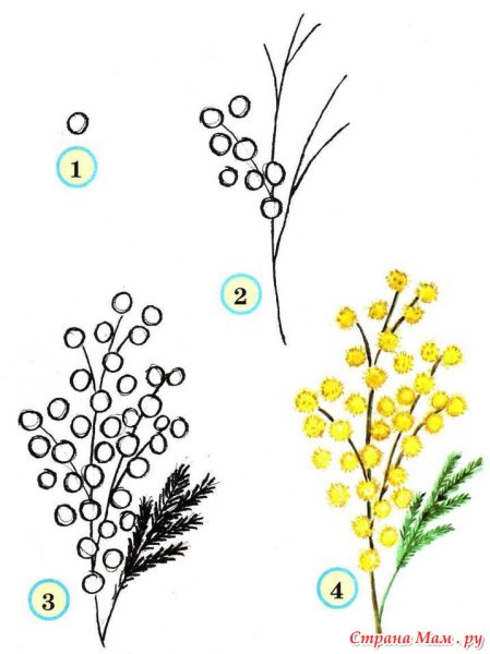 Поэтапное рисование цветов