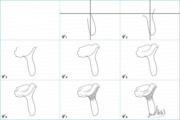 Лисичка гриб рисунок поэтапно