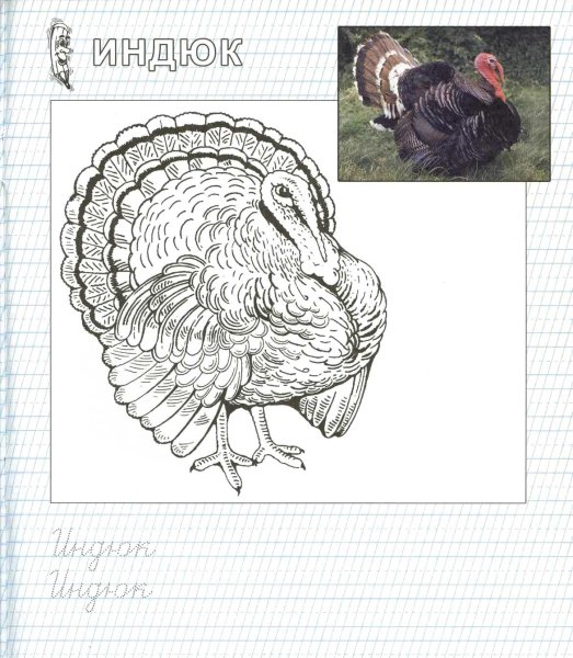 Индюк карандашом